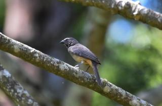 Cortesía de Ivannia Alfaro Fallas